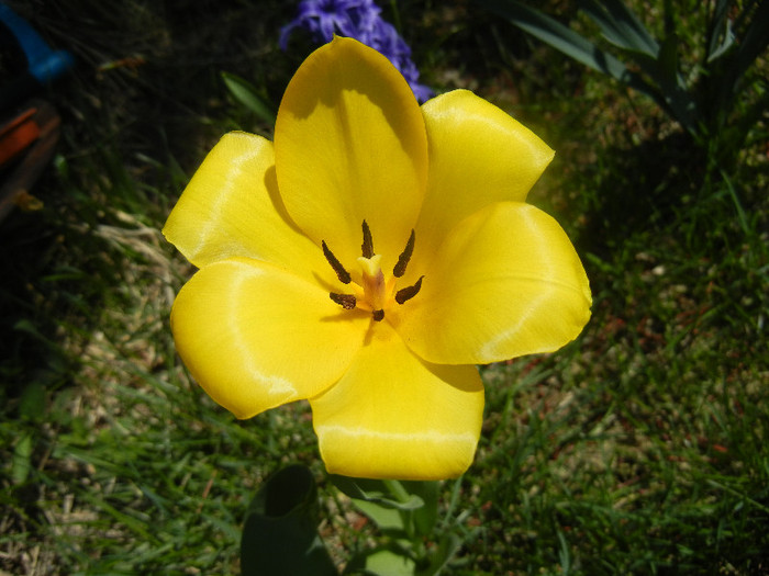 Tulipa Candela (2012, April 11)