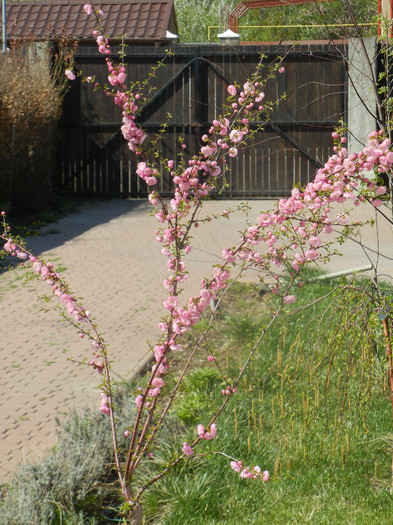 Prunus triloba (2012, April 11)