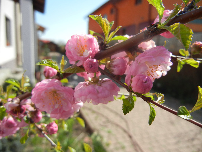 Prunus triloba (2012, April 11) - Prunus triloba