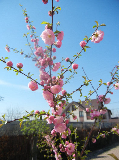 Prunus triloba (2012, April 11) - Prunus triloba