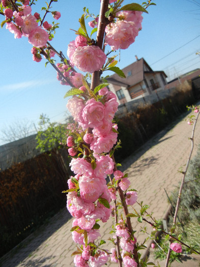 Prunus triloba (2012, April 11) - Prunus triloba