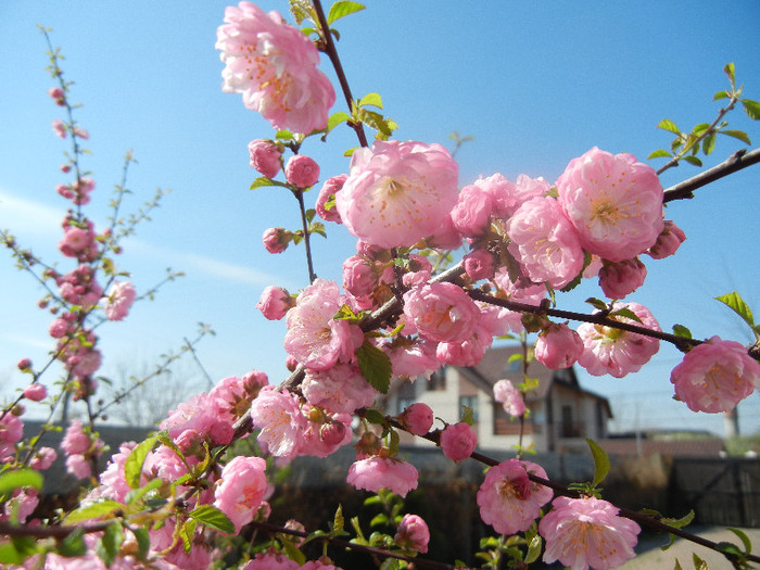 Prunus triloba (2012, April 11)