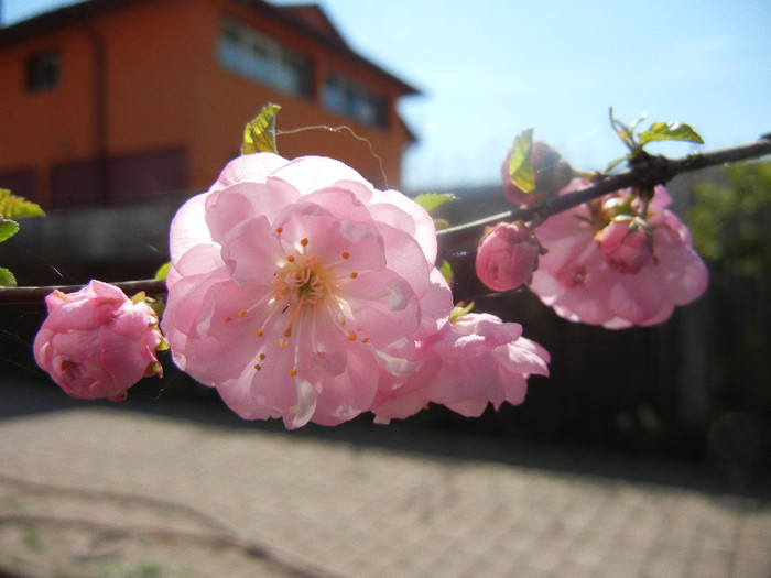 Prunus triloba (2012, April 11) - Prunus triloba