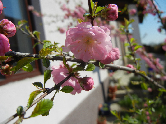 Prunus triloba (2012, April 11) - Prunus triloba