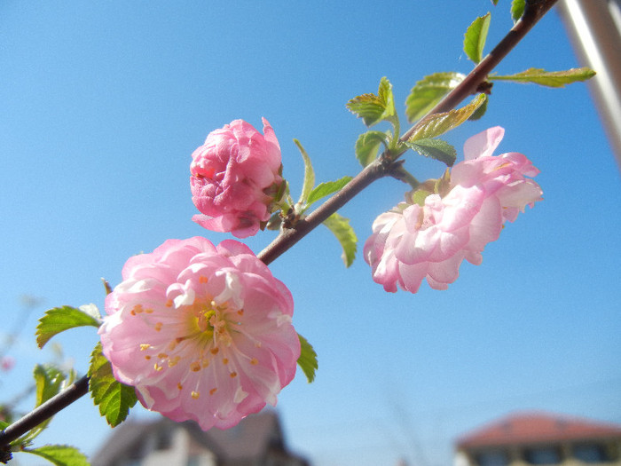 Prunus triloba (2012, April 11)