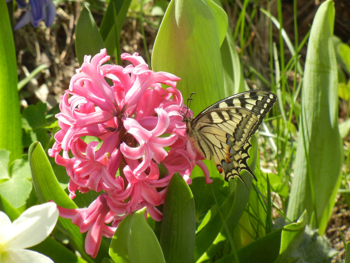 Hyacinth Pink Pearl (2012, April 11) Hyacinth Pink Pearl (2012, April 11)
