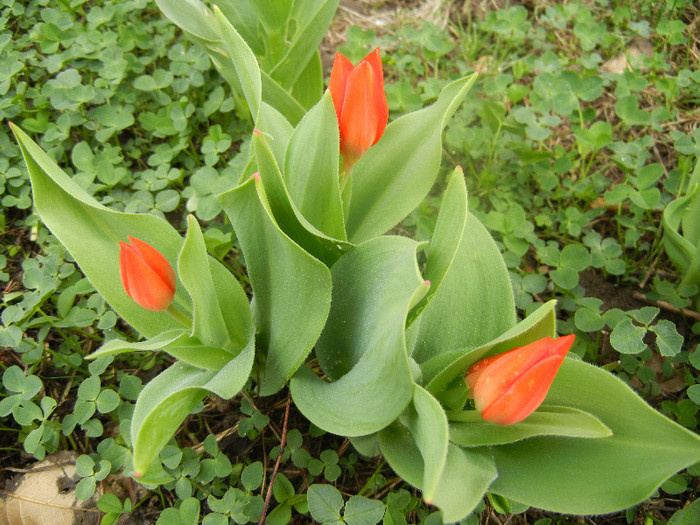 Tulipa Praestans Fusilier (2012, April 06) Tulipa Praestans Fusilier (2012, April 06)