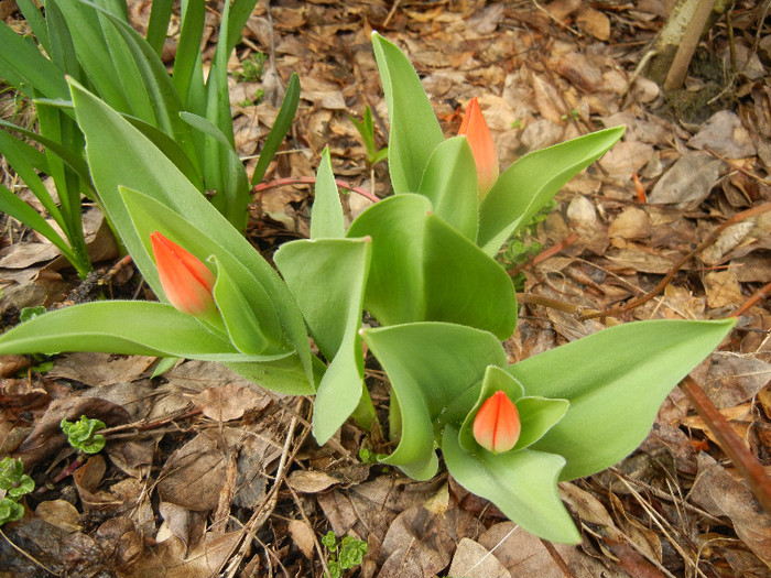 Tulipa Praestans Fusilier (2012, April 06)