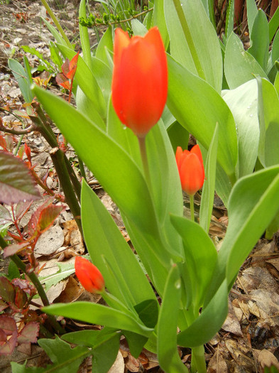 Tulipa Praestans Fusilier (2012, April 06)