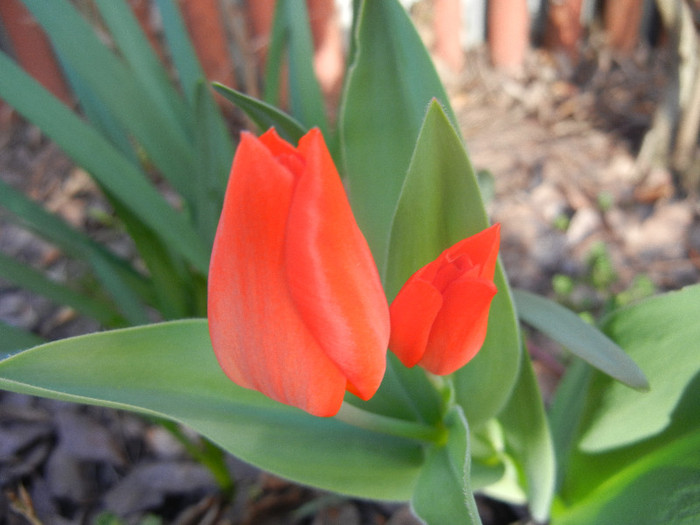 Tulipa Praestans Fusilier (2012, April 08)