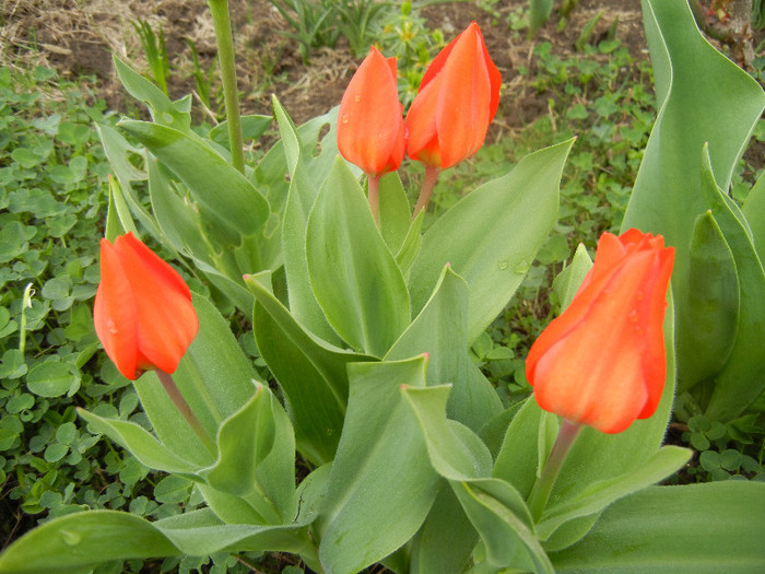 Tulipa Praestans Fusilier (2012, April 09)