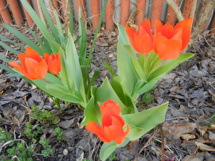 Tulipa Praestans Fusilier (2012, April 11)