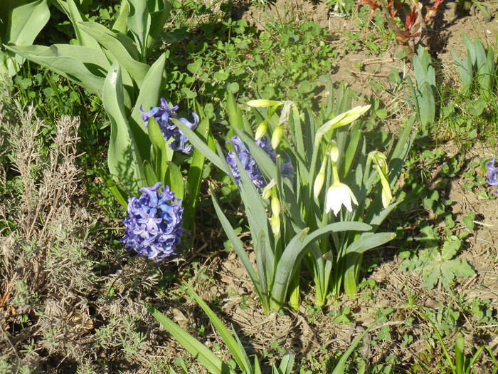 2012, April 11 - 04 Garden in April