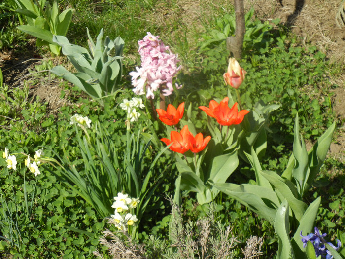 2012, April 11 - 04 Garden in April