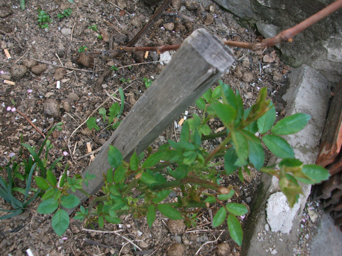 poze 2798 - gradina cu flori