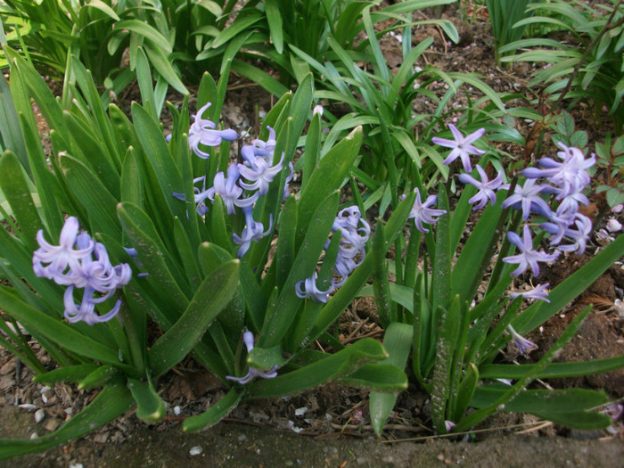 poze 2790 - gradina cu flori