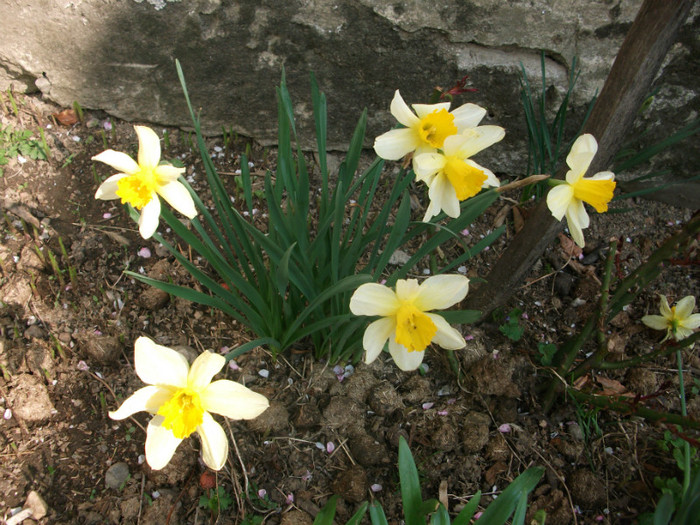 poze 2791 - gradina cu flori