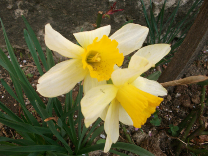 poze 2792 - gradina cu flori