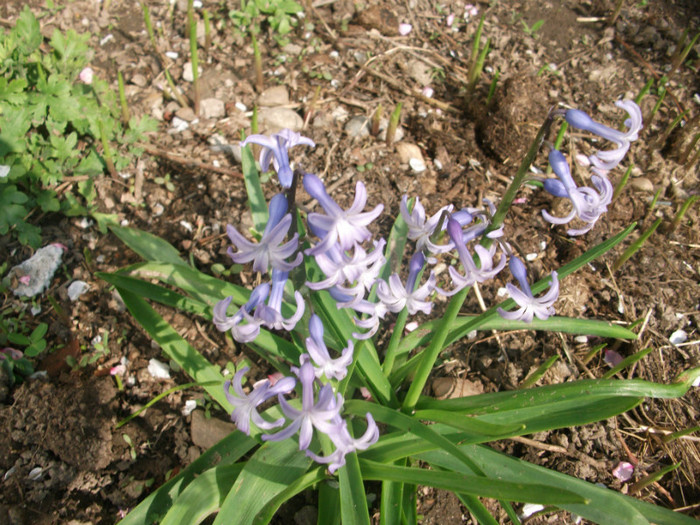 poze 2793 - gradina cu flori