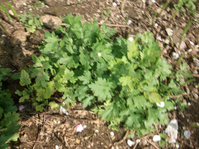 poze 2794 - gradina cu flori