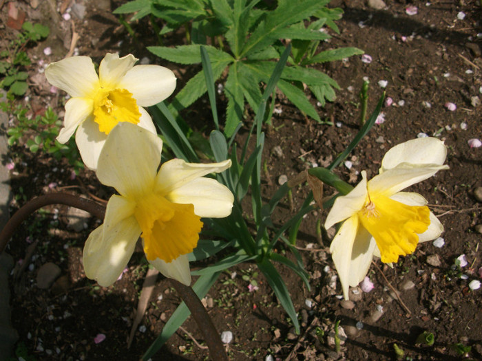 poze 2795 - gradina cu flori