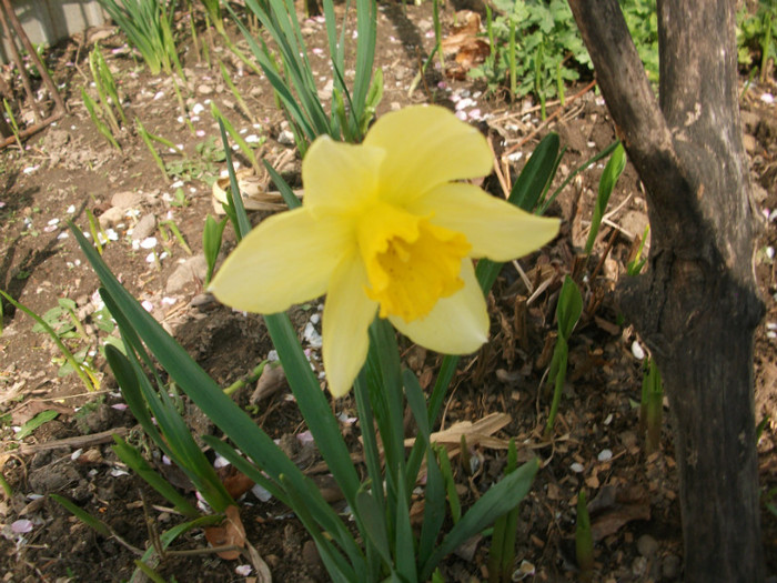 poze 2797 - gradina cu flori