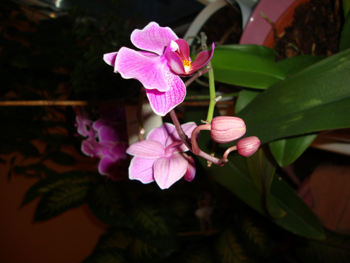 DSC01772 - FORILE MELE   2012