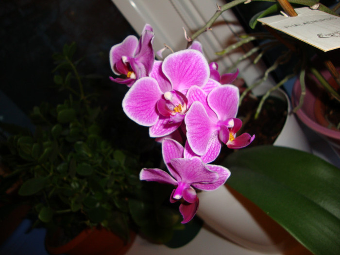 DSC01773 - FORILE MELE   2012