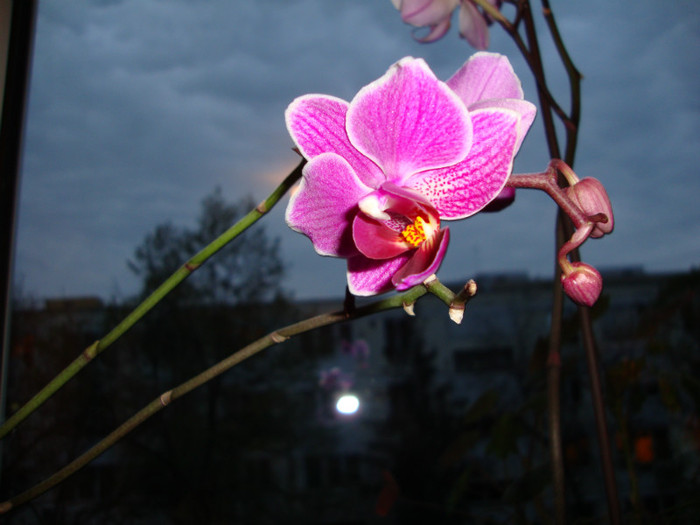 DSC01774 - FORILE MELE   2012
