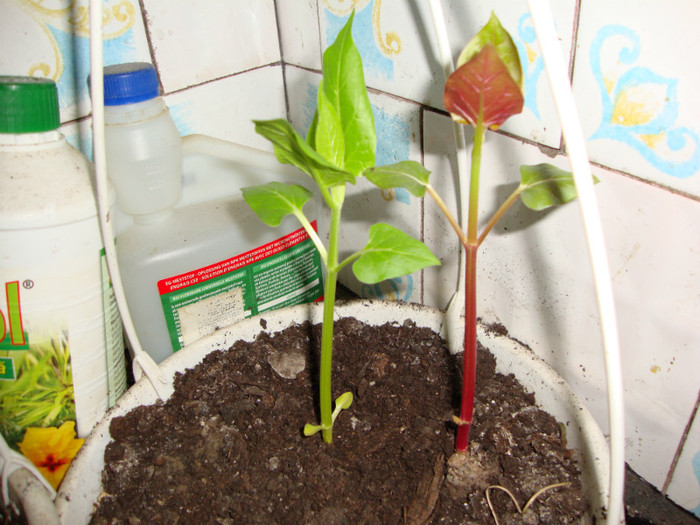 IASOMIA A MAI CRESCUT