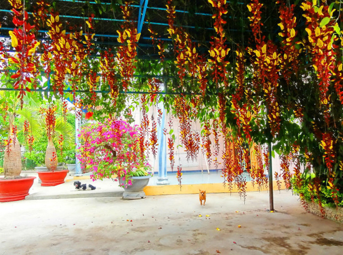 thunbergia mysorensis