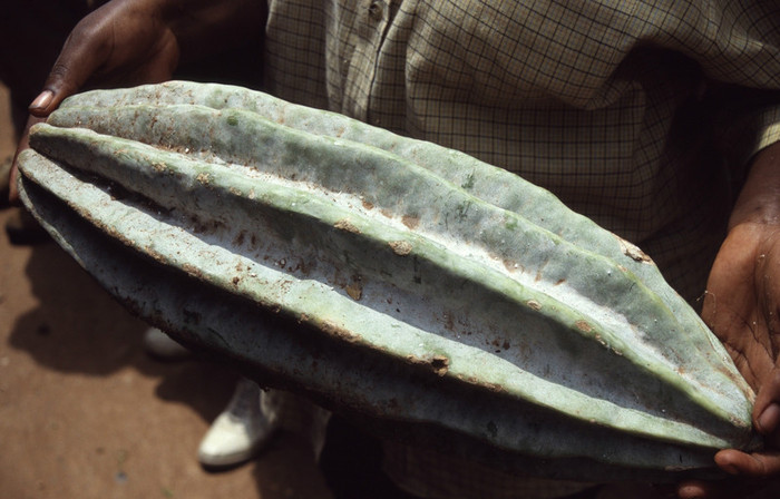 telfairia_occidentalis