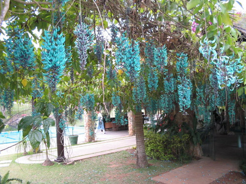 strongylodon macrobotrys