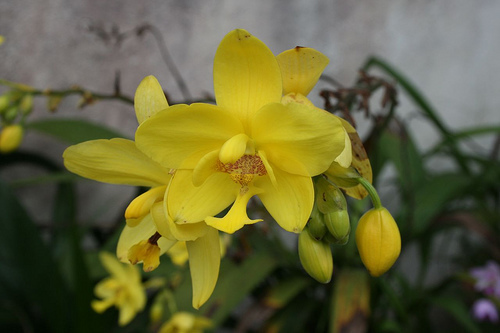 Spathoglottis kimballiana