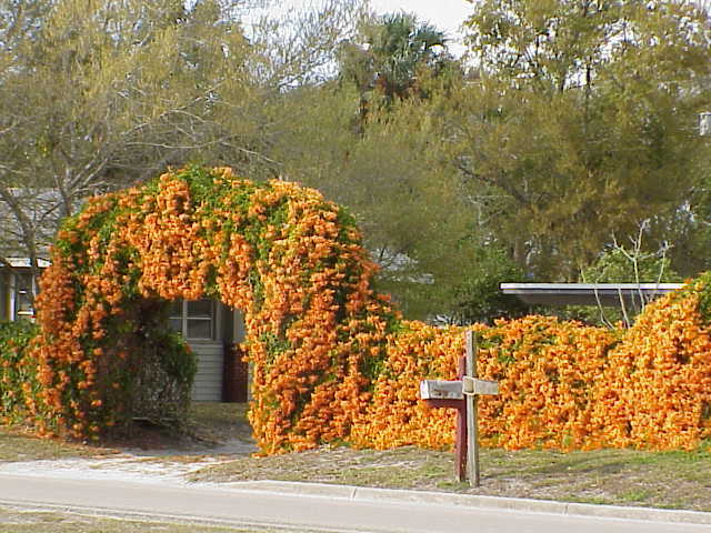 senecio confusus