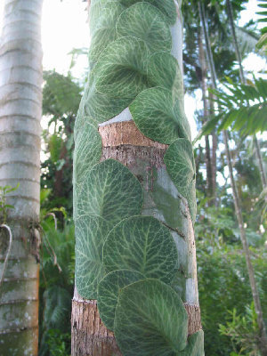 rhaphidophora cryptantha