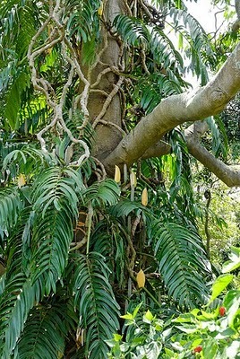 Rhaphidophora decursiva