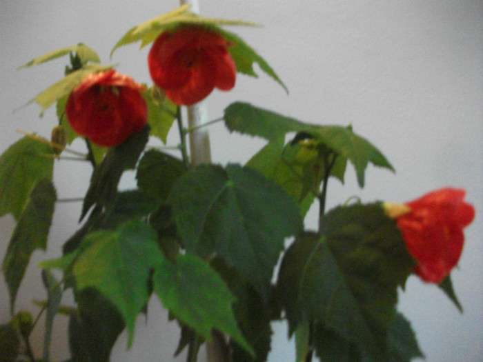 poze 2989 - abutilon aprilie