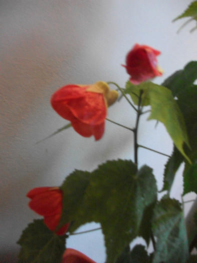 poze 2990 - abutilon aprilie