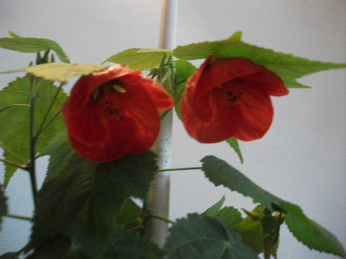 poze 2991 - abutilon aprilie