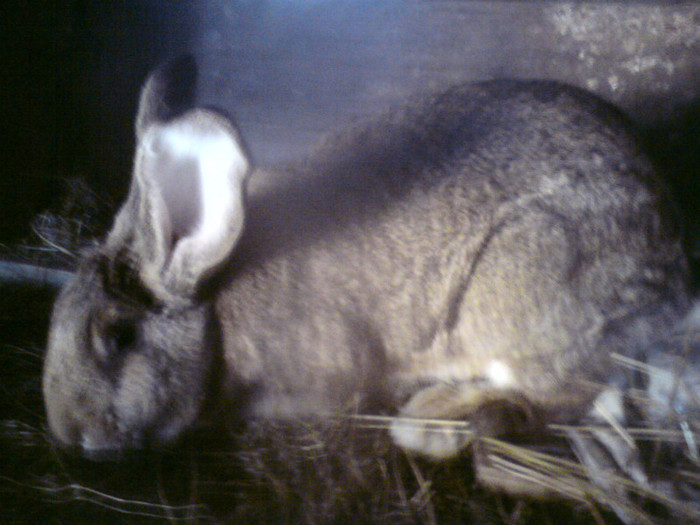 DSC01657 - iepuri