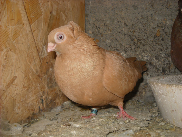 femela 08.04.2012
