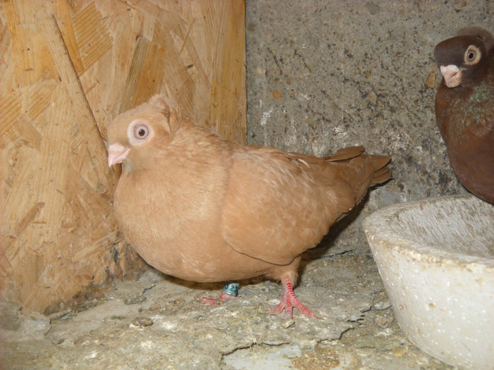 femela 08.04.2012