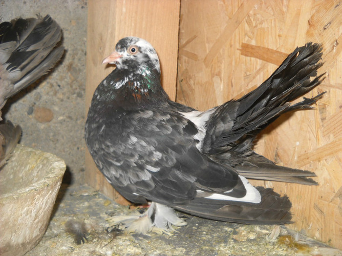 femela 01.04.2012
