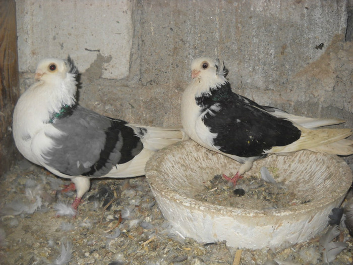 pereche constanteni 11.04.2012