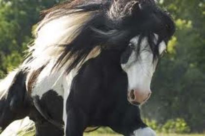  - Gypsy Vanner