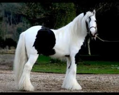  - Gypsy Vanner