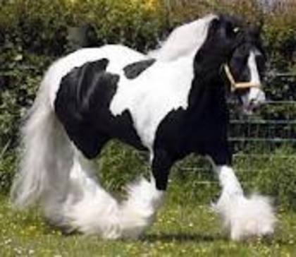  - Gypsy Vanner