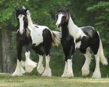  - Gypsy Vanner