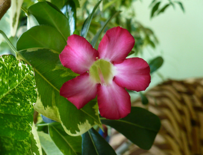 11 apr - Adenium 2012 - 2013